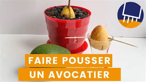 Comment Planter Et Faire Pousser Un Noyau D Avocat Guide Pas Pas