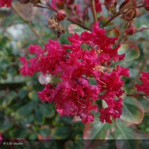 LAGERSTROEMIA indica Braise d été