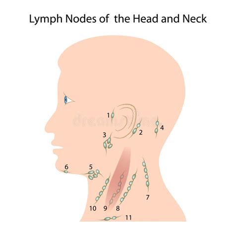 Lymph Nodes Of Face And Neck