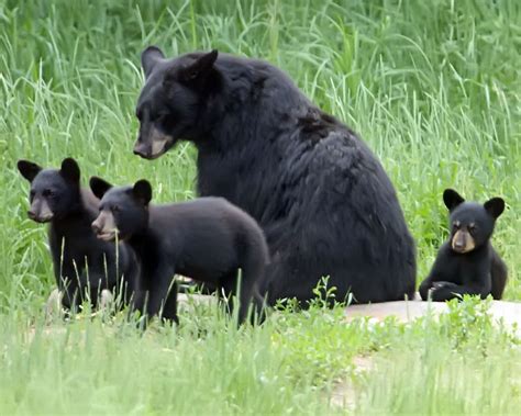 Ecobirder: Black Bear Family