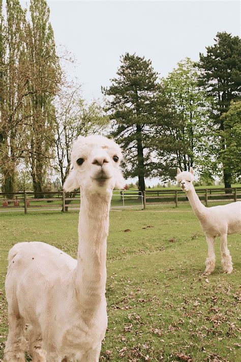 Alpaca Farm Photos