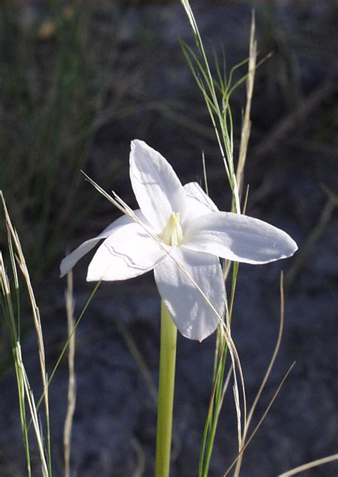 Rain Lily | Native American Seed