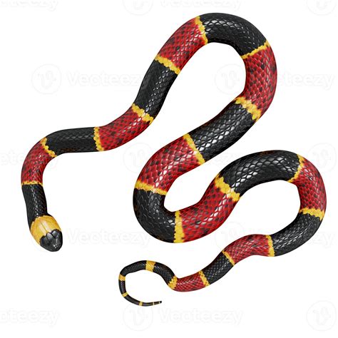 Eastern coral snake 3D illustration. 11800358 Stock Photo at Vecteezy
