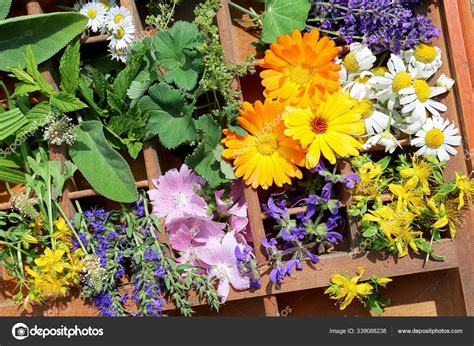 Medicinal Plants Garden Stock Photo by ©PantherMediaSeller 339088238