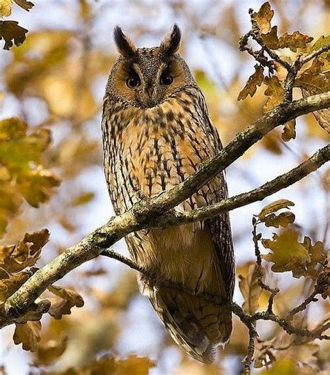 20 Nocturnal Birds That Burn The Midnight Oil Owls Nightjars And