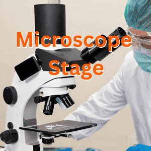 Everything You Need to Know About Microscope Stage