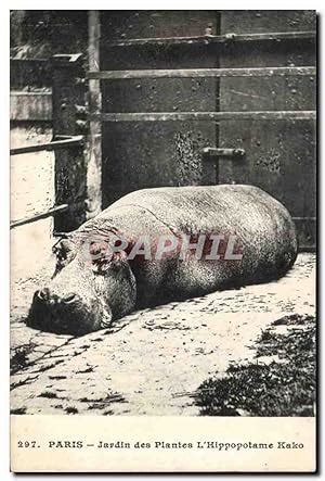 Paris 5 Jardin Des Plantes L Hippopotame Kako Carte Postale