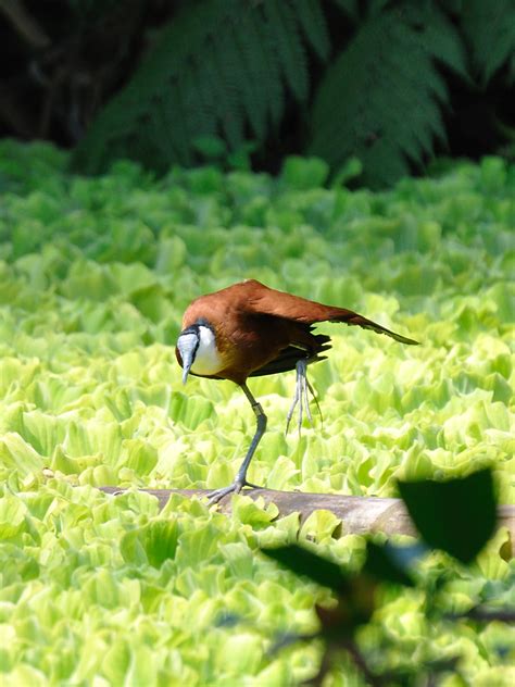 African Jacana Actophilornis Africana African Jacana Afrik Flickr