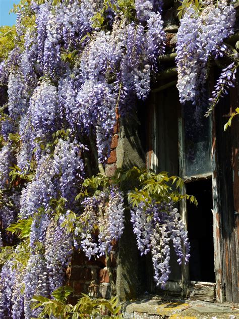 Window Of Wisteria Free Stock Photo Public Domain Pictures