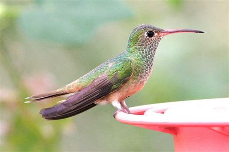 Buff-bellied Hummingbird, identification, coloration, size, breeding ...