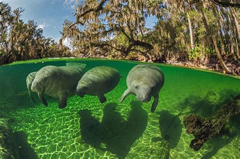 How Did Manatees Inspire Mermaid Legends — Crystal River And Homosassa