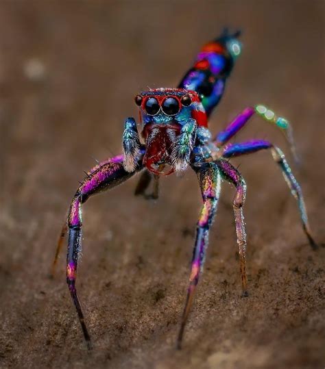 Chrisila Vallupe Most Colorful Spider In The World Natureismetal