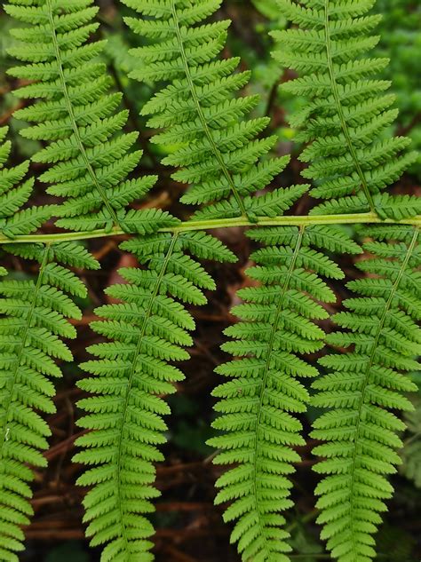 Athyrium Filix Femina L Roth Biodiversidade