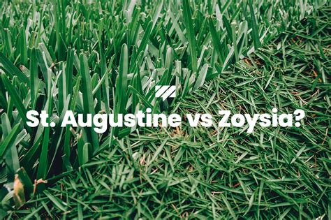 St Augustine Grass Vs Zoysia Which Warm Season Grass Should You Choose