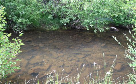 Making steelhead habitat complex | Idaho Fish and Game