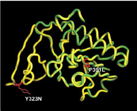 Molecular Modeling Of Y And P In The Gafb Domain Of Pde C A