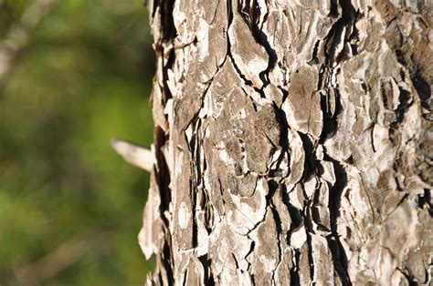 Wallpaper Trees Nature Wood Branch Birch Tree Leaf Flower