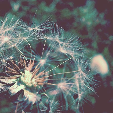 #dandelion photography | Dandelion, Photography, Plants