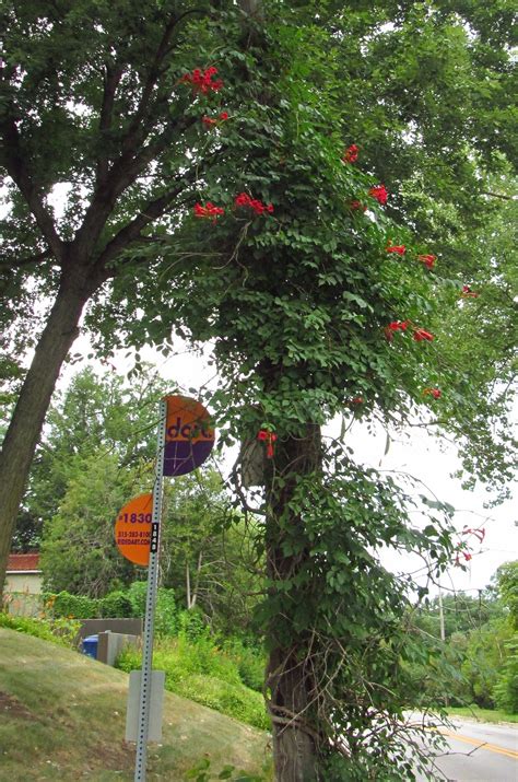 Iowa wildflower Wednesday: Trumpet vine (Trumpet creeper) - Bleeding Heartland