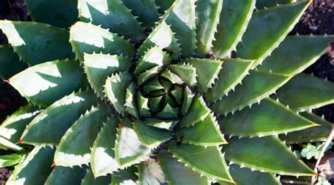 How to Plant, Grow, and Care for Spiral Aloe