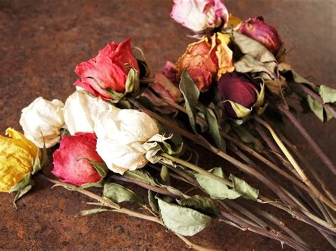 An Easy Way To Dry Roses Teas The Season