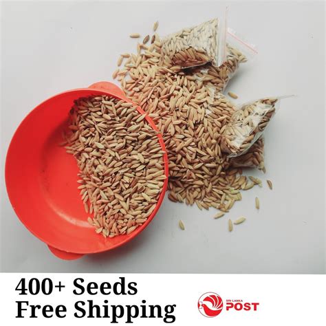 Real Rice 400 Seeds Oryza Sativa Harvest Possible After 4 5 Months Etsy Hong Kong