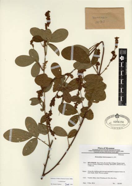 Desmodium Heterocarpon L Dc Myanmar Vascular Plants Database