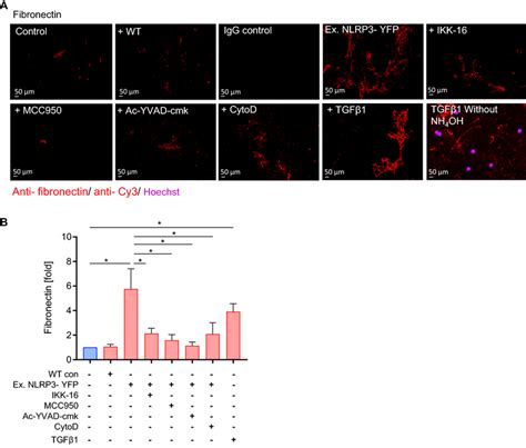 Extracellular Nlrp Yfp Inflammasome Particles Induce Extracellular