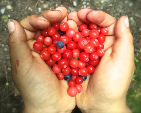 Free Images Hand Fruit Berry Flower Heart Food Red Produce