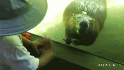 Funny Animals GIF - Funny Animals - Discover & Share GIFs