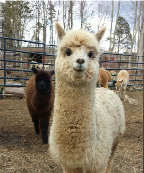 World's most consenting adult — awwww-cute: Alpacas are pretty darn cute...