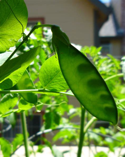 Growing Peas in Containers | Dengarden