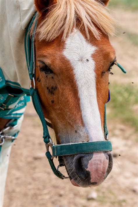 Brown Horse Mount Free Stock Photo Public Domain Pictures