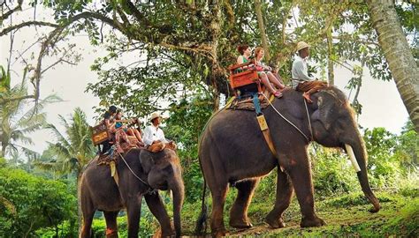 Bali Elephant Sanctuary And Ubud Monkey Forest Tour Bali Smart Tours