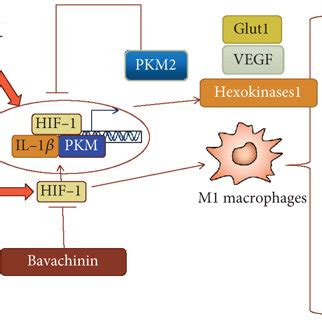 The Schematic Diagram Of Hypoxia Hif Signal Transduction Pathways