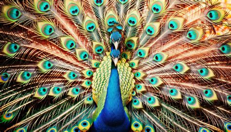 Peacocks 016 By Fracticalizer On Deviantart