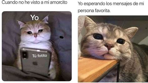 7 Fotos De Gatitos Con Frases Románticas Para Compartir En Whatsapp