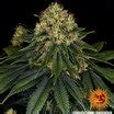 Skywalker OG Auto Autoflower Seeds BARNEYS FARM USA