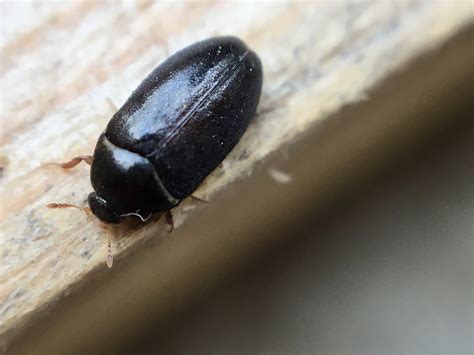 Types of Small Black Bugs (With Pictures) – Identification » Golden ...