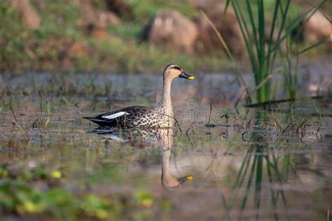 Indian Spot Billed Duck In Its Habitat Stock Image Image Of Marsh