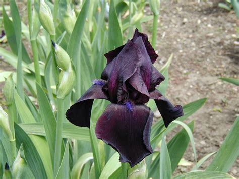 World Of Irises Tall Bearded Iris My Favorite Black Irises