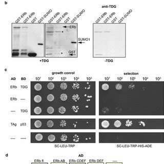 Gadd45a Interacts With TDG In Vitro A GST And Flag Pull Down Assay