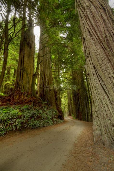 Redwood Forest Road stock image. Image of large, road - 22030189