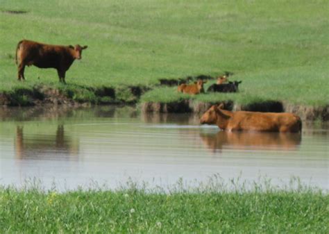 Cattle Pondk State Crop Johnes Information Center Uwmadison