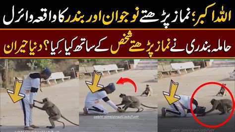 Allah Hu Akbar Pregnant Monkey Reaction To Namaz Surprised World