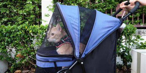 5 Best Cat Strollers: Reviews & Ratings