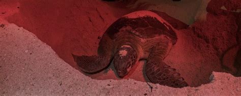 Registran más de siete mil nidos de Tortuga Marina en Cozumel Cancún Mío