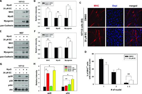 Ec Augments Myogenic Differentiation Of Myod Transfected 10t12