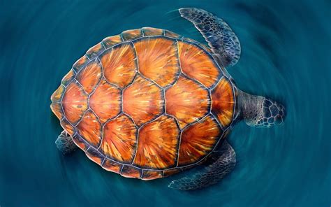 Fond d écran HD Tortue Marine Tortue Tortue De Mer Monde Sous Marin