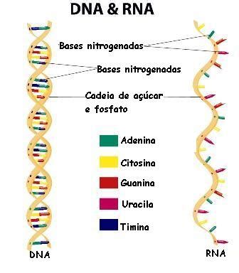 Transcri O Transcri O A S Ntese De Rna Brasil Escola